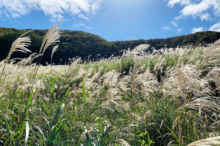 The majestic pampas grass fields of Sengokuhara, Hakone
