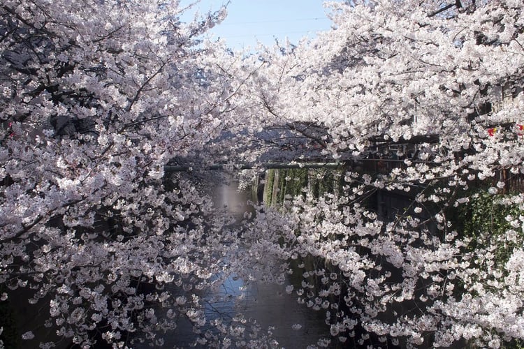 Cherry blossoms along the Meguro River