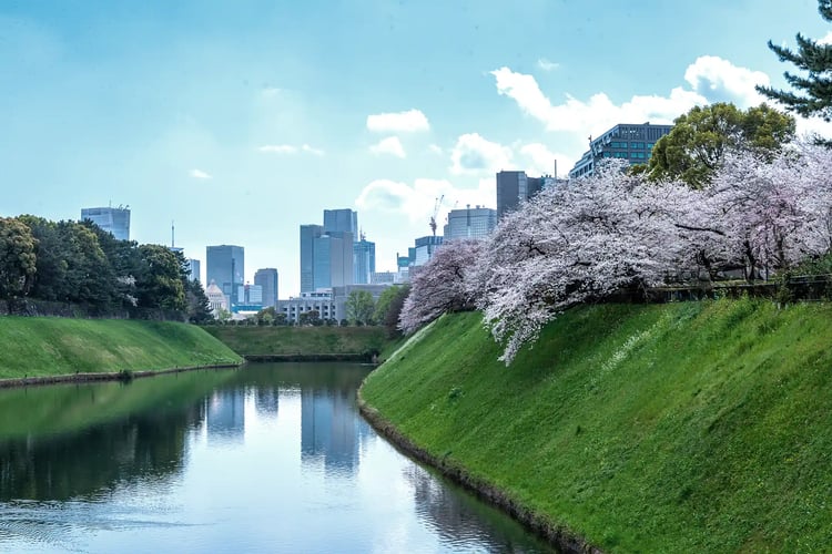 Panoramic View of Cherry Blossoms at the Imperial Palace Outer Garden and Chidorigafuchi
