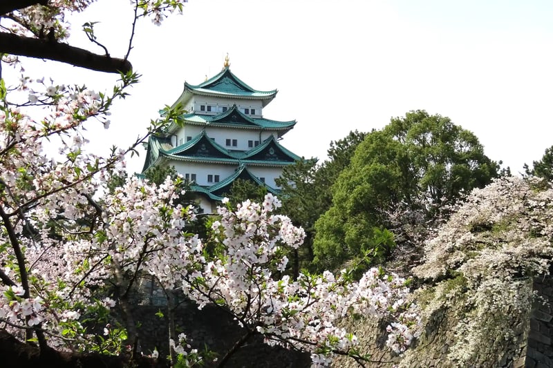 Nagoya Castle Keep and Cherry Blossoms in Full Bloom