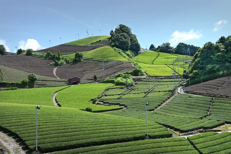 Tea fields of Uji, Kyoto