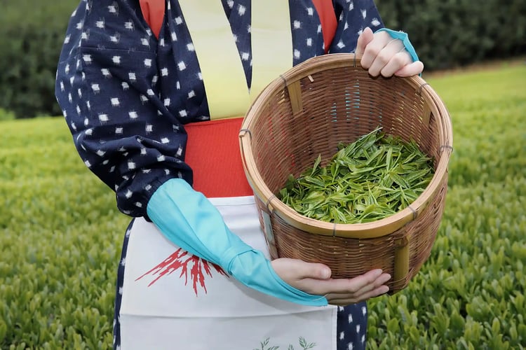Tea harvesting in Shizuoka