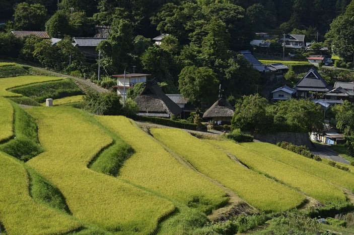 The Golden Rice Terraces of Nagatani, Nose Town