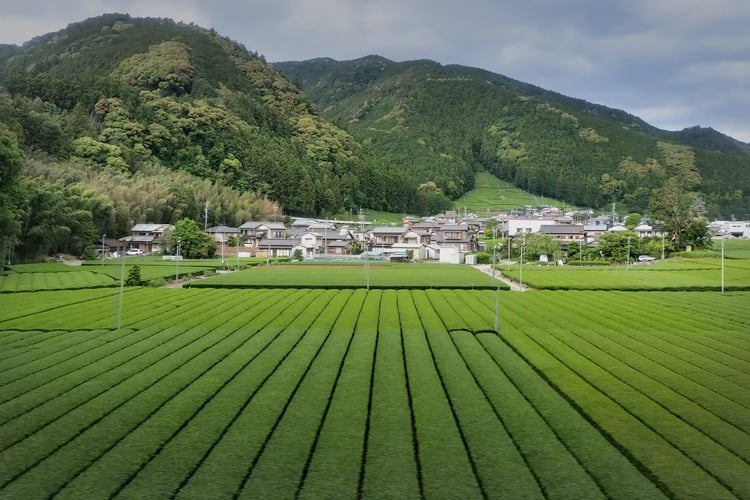 From the Train Window of the Oigawa Railway in Shizuoka, a Tea-Producing Region