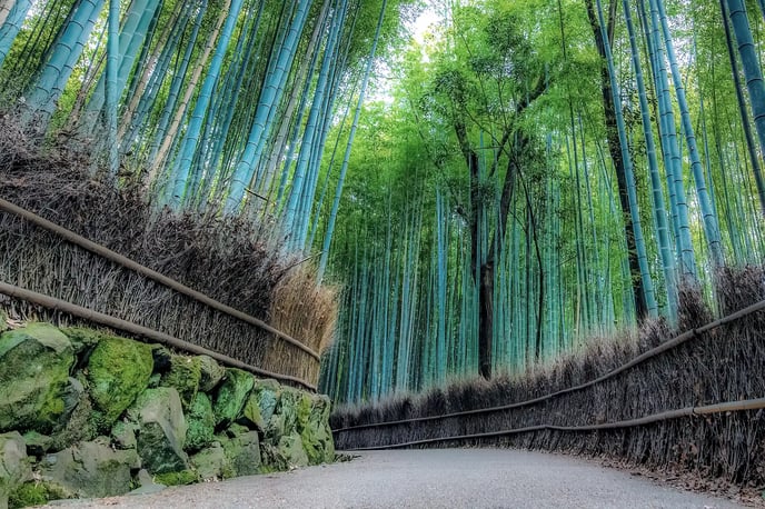 The Arashiyama Bamboo Grove A Walk Through the Towering Stems