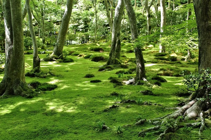 The Moss Garden of Gio-ji Temple Lush Greenery and Fresh Maples
