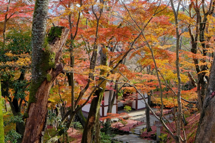 Autumn Colors at Jojakko-ji Temple, Kyoto