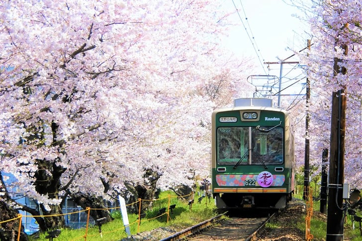 The Randen Tram and Cherry Blossoms in Kyoto