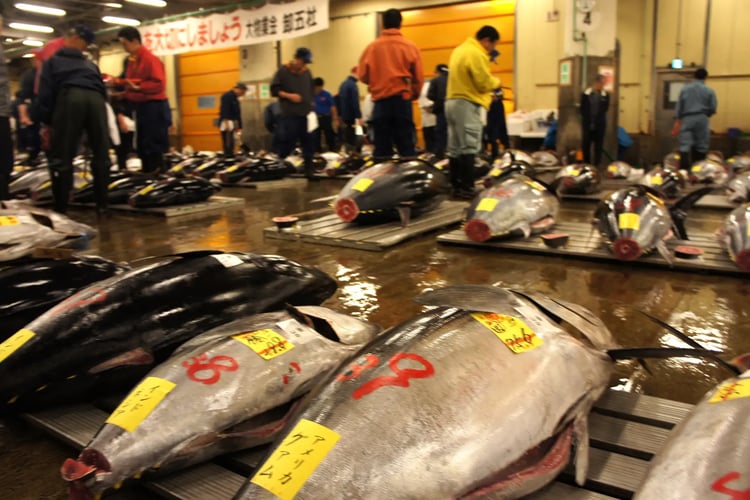 Learning the Behind the Scenes at Markets and Workshops Toyosu Market, Vinegar, Nori, and Wasabi