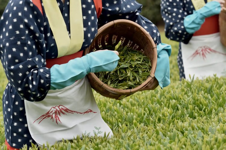 Tea harvesting in the tea fields of Shizuoka