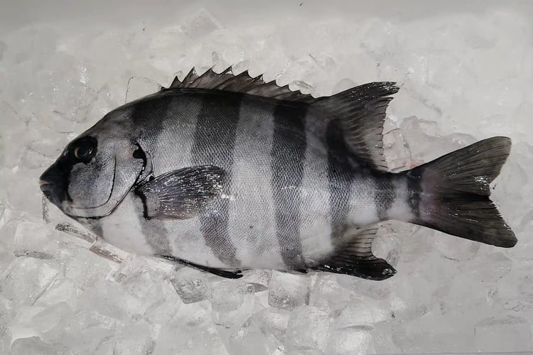 Striped Beakfish