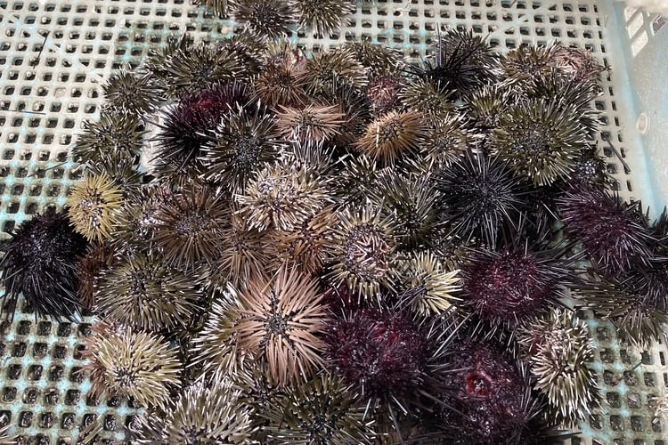 A Comparison of Short-Spine Sea Urchin (Bahun Uni) and Purple Sea Urchin (Murasaki Uni)