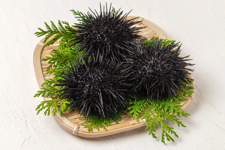 Fresh Sea Urchin in the Shell
