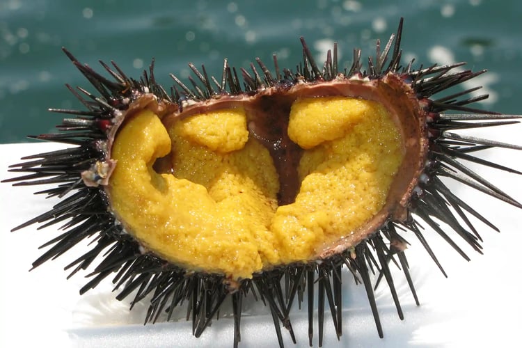 Sea Urchin (Uni)