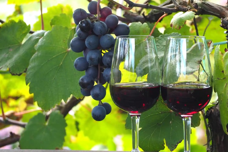 Drinking Wine in a Vineyard Toasting with Red Wine