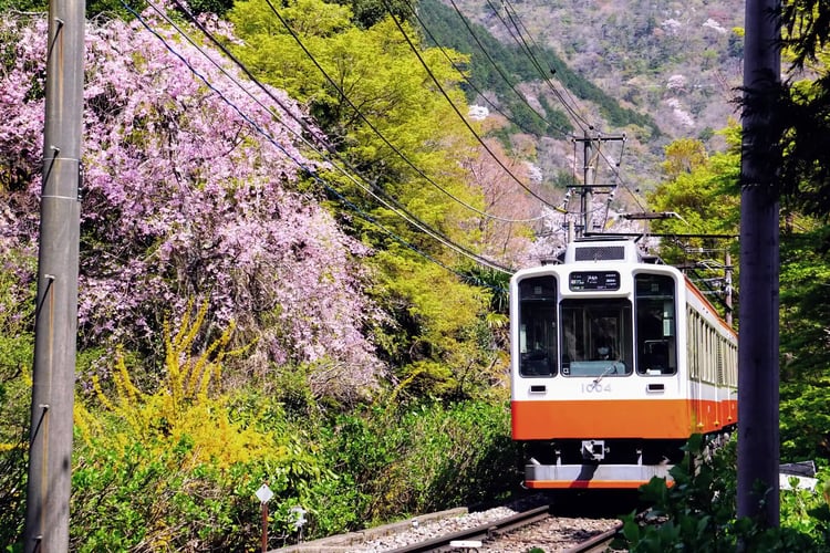 Full-Bloomed Weeping Cherry Trees and the Red Hakone Tozan Railway in Ohiradai, Hakone