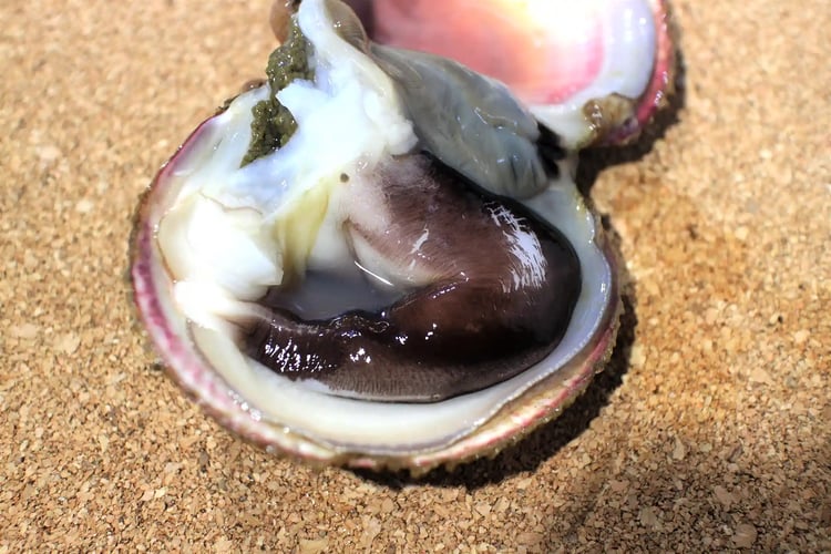 Tango Torigai (Maizuru Japanese Cockle)