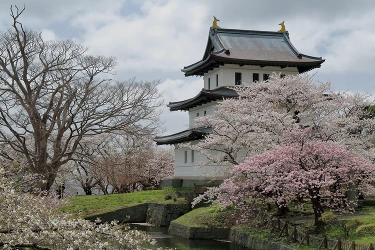 Matsumae Castle and cherry blossoms in Hokkaido