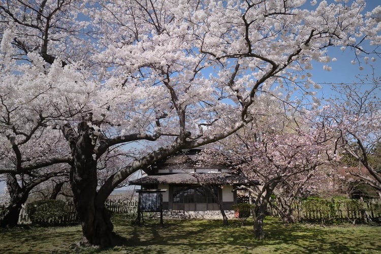 Matsumae Castle_s cherry blossoms and blue sky in Hokkaido