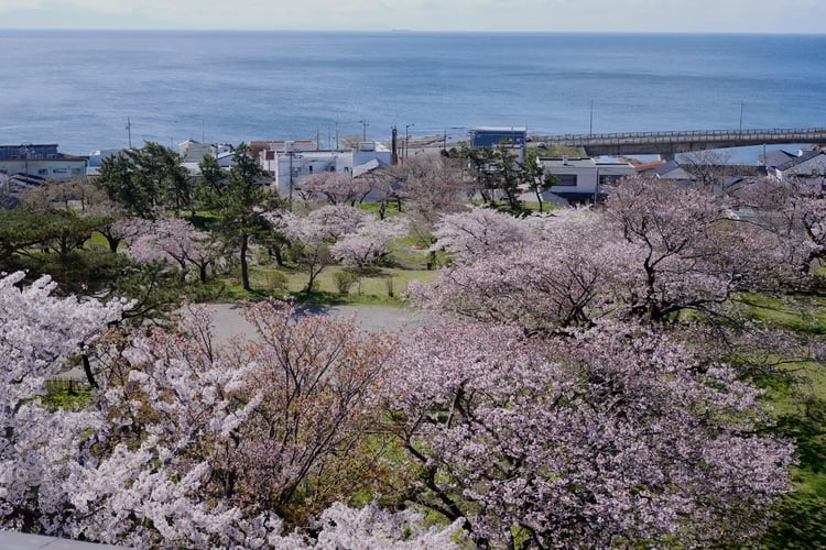 The cherry blossoms and the sea in Matsumae Town, Hokkaido