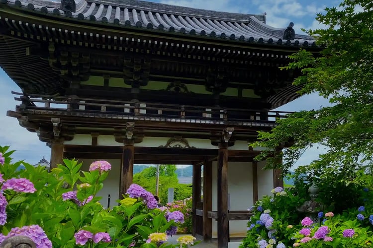 Kannon-ji Temple in Fukuchiyama City, Kyoto Prefecture during Hydrangea Season (Kaka Viewing)