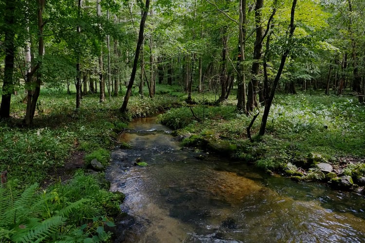 Mossy stream