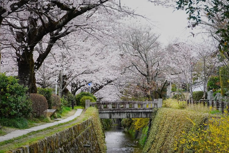 Cherry blossoms in the morning on Kyoto_s Philosopher_s Path