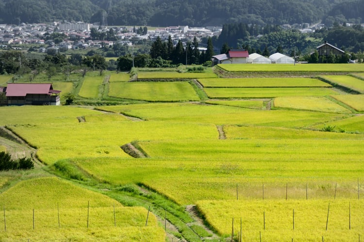 The rice terraces of Kunugidaira in the autumn harvest season