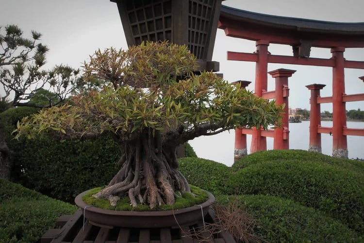 Bonsai using pine trees related to Miyajima will be exhibited