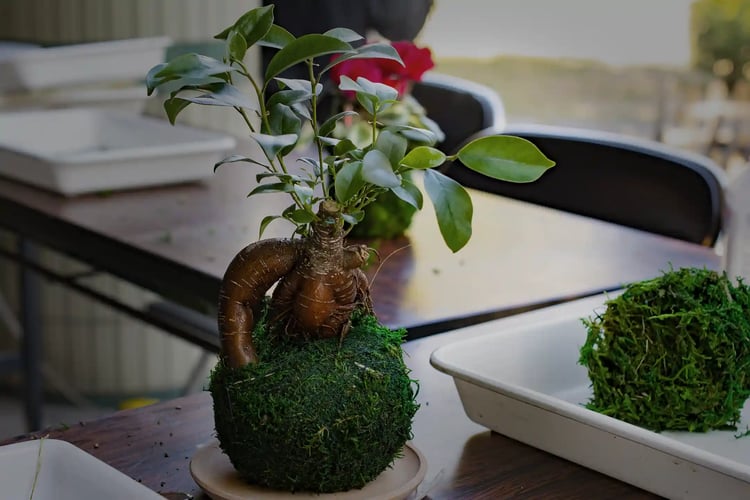 Kokedama-Bonsai making workshop
