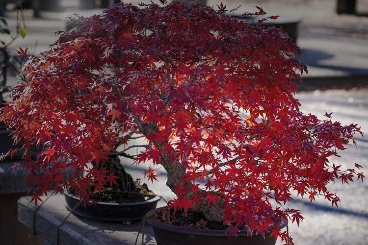 a red maple bonsai