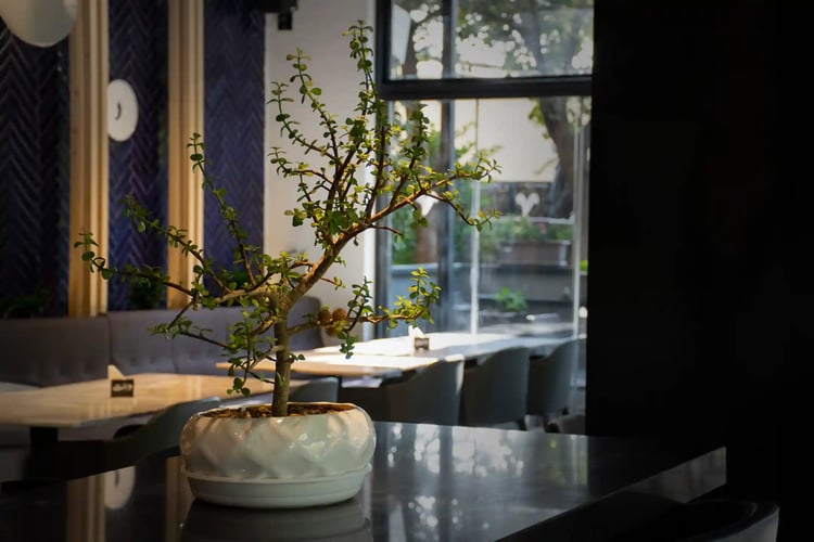 A bonsai on a contemporary dining table