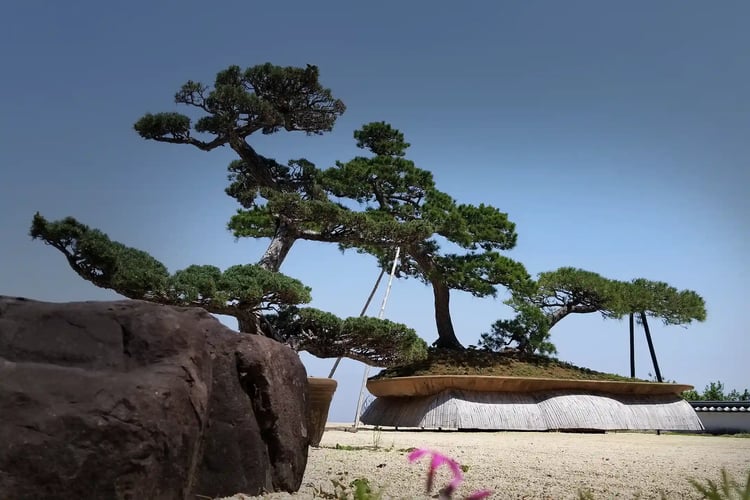 Bonsai in Atami