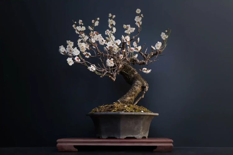 Bonsai plum tree