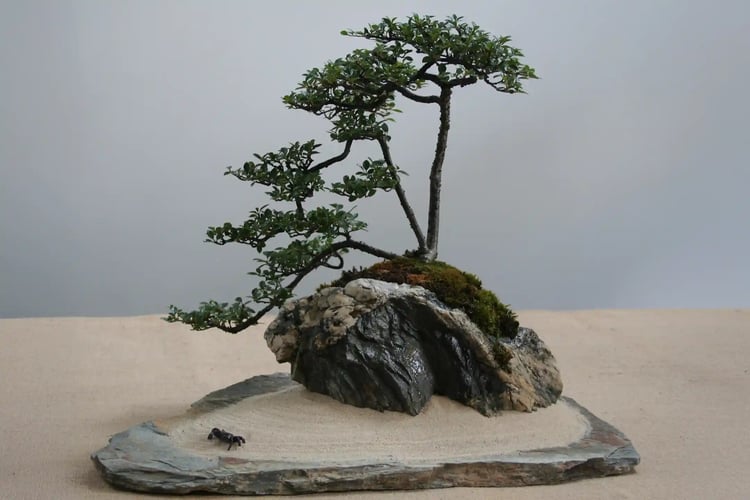 Cotoneaster_bonsai_at_Enfield_Bonsai_Group_Summer_Show_2008