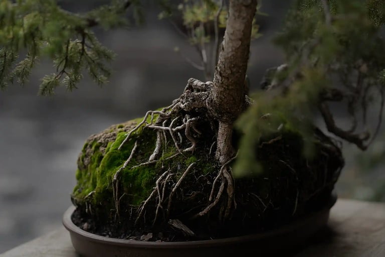 Bonsai a living art form