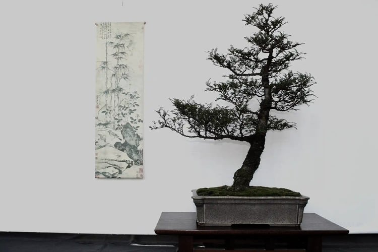 Bonsai_display_with_Seiju_elm,_miniature_hosta_and_hanging_scroll,_12_July_2009