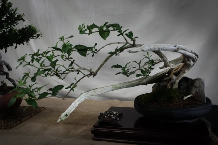 Bonzai_Honeysuckle_(Hall_s_Evergreen)_(3889151187)