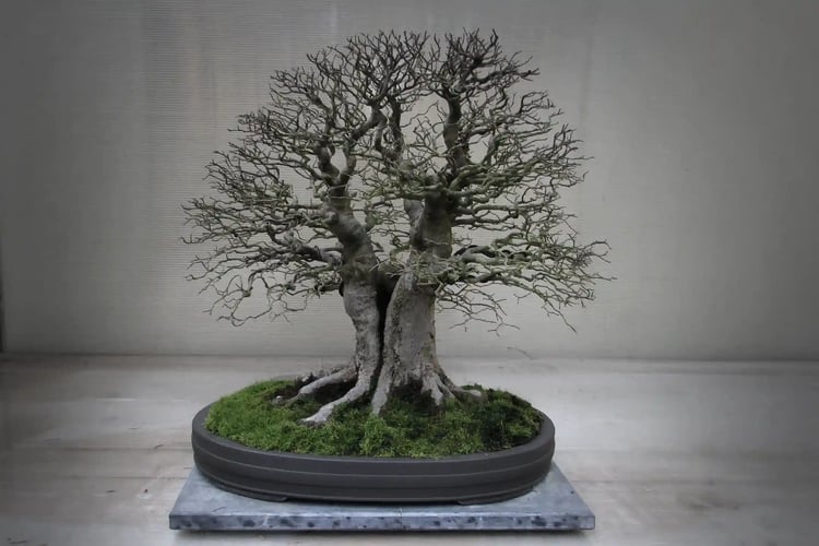 Chinese_Hackberry_(127)_8351