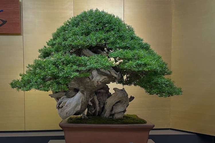 Bonsai, named Kenshin Tōge
