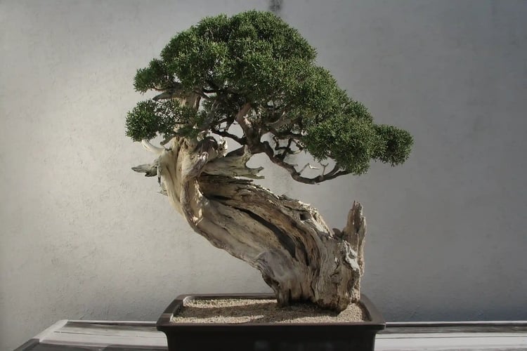 Bonsai_United_States_National_Arboretum_7
