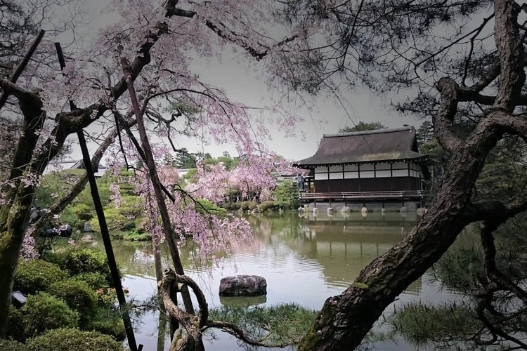 A Japanese garden_s backyard, with cherry blossoms and a pond, where nature can be enjoyed throughout the seasons