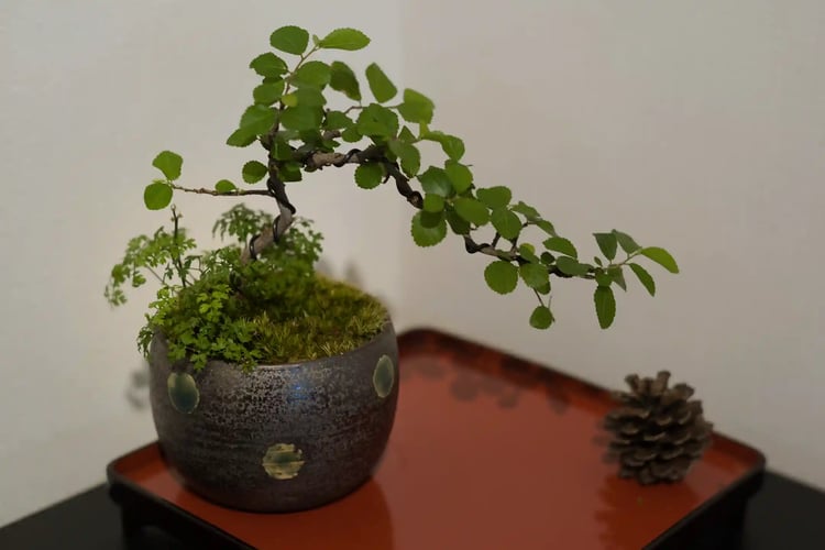 Bonsai for interior decoration