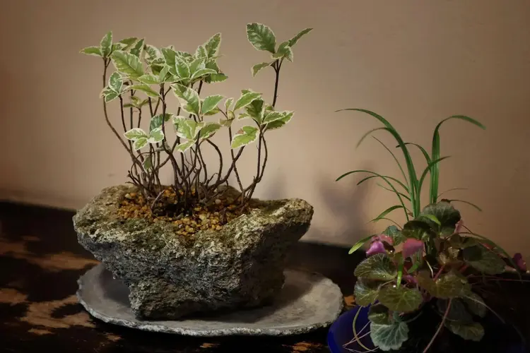 A clump-style bonsai with variegated leaves planted in a rough stone pot, beside a companion planting in a blue pot