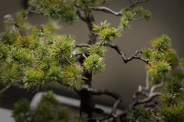 The delicate sculptural beauty found in bonsai
