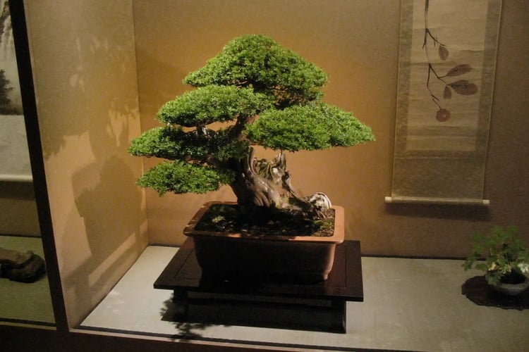 A bonsai tree arranged in a Japanese tokonoma