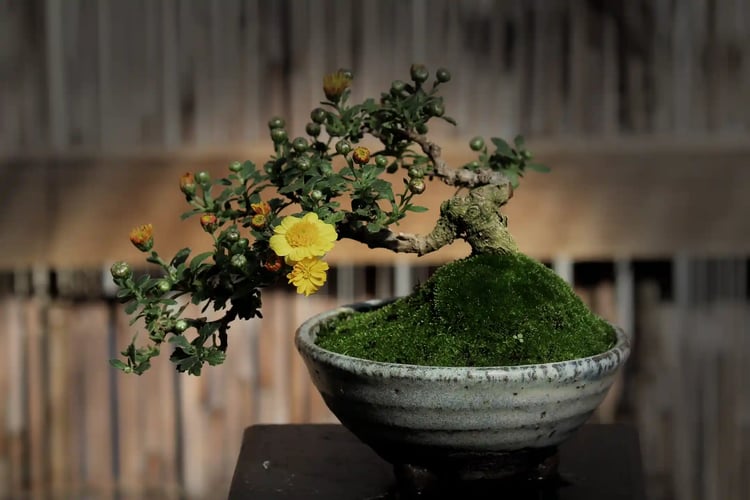 Experience the uniquely Japanese sensibility of living in harmony with nature through the miniature landscapes that fit