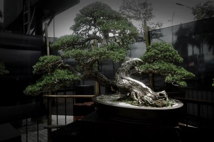 First PABSCI Open Bonsai and Suiseki Exhibition