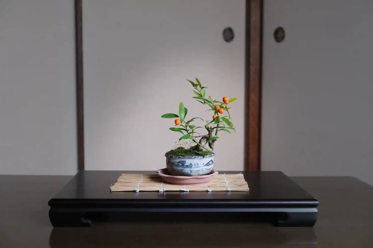 Instead of looking up at the tree, the important thing is to lower yourself to be on the same level as the tree