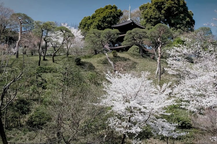 Chinzanso Garden in Spring